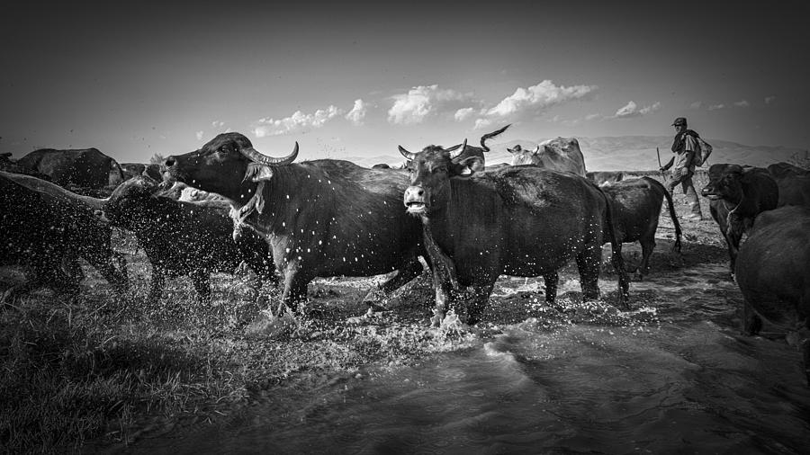 Herd Photograph by Zhd Bilgin