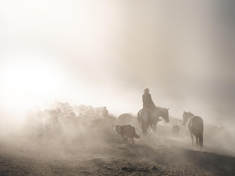 Herding Photograph by Bingo Z