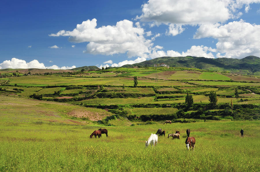 Herding In Peru Photograph by Mac99
