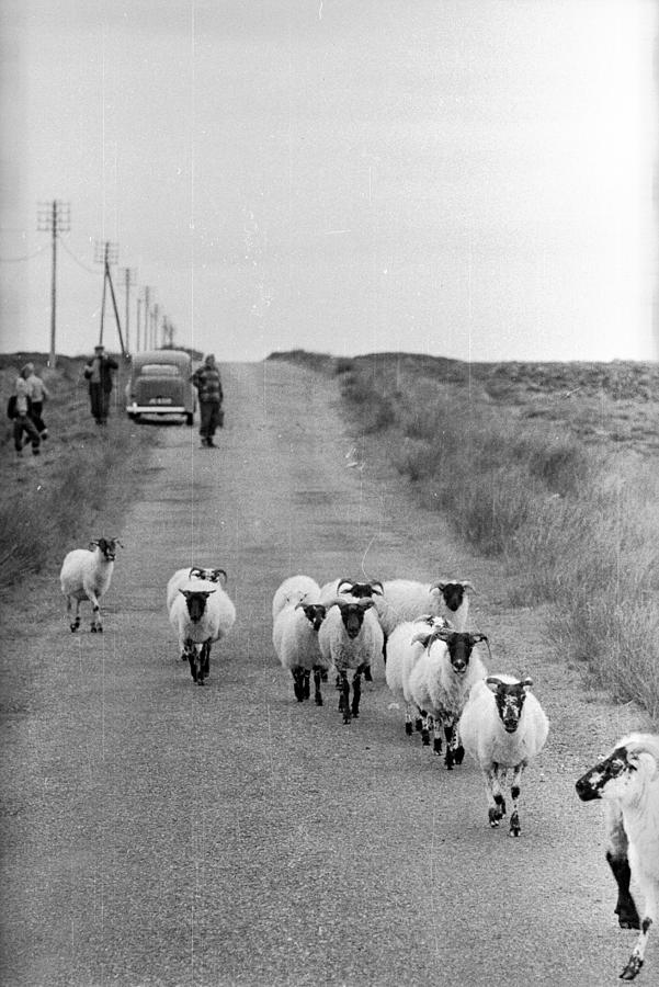 Herding Sheep Photograph by Bert Hardy