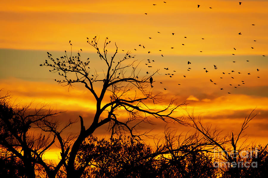 Here Come the Birds at Sunrise by Sabrina L Ryan Here Come the Birds at Sunrise by Sabrina L Ryan