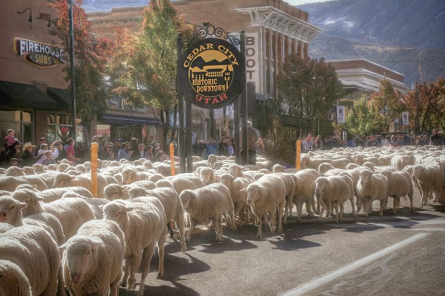 Here Come the Sheep Photograph by Donna Kennedy