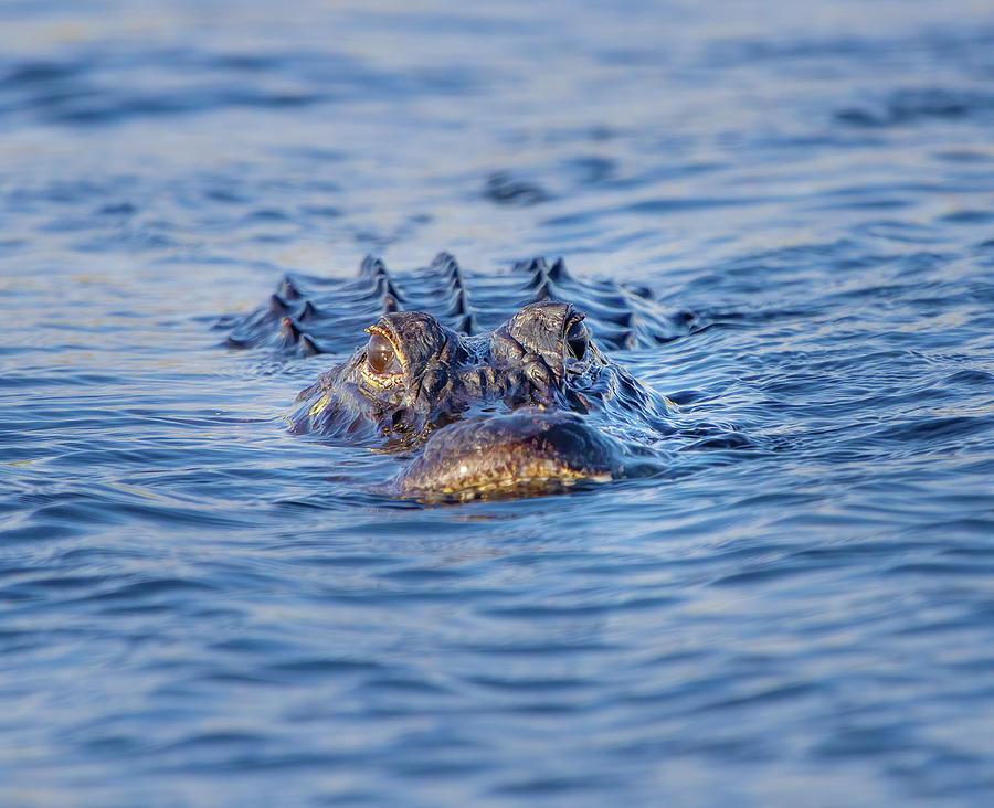 Here Comes an Alligator Photograph by Mark Andrew Thomas
