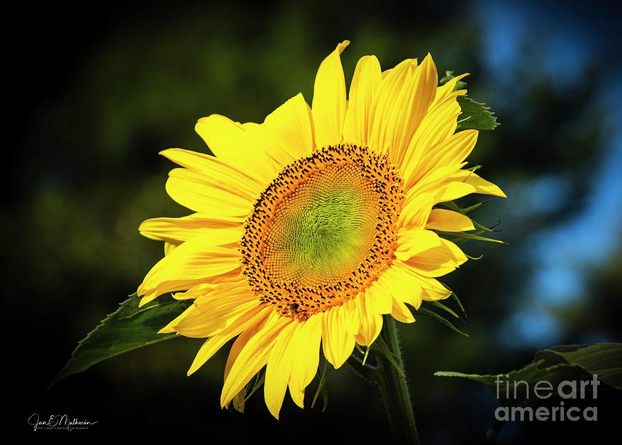 Here Comes The Sun II - Sunflower Photograph