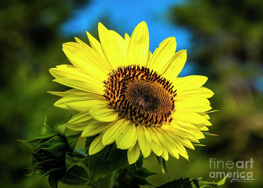 Here Comes The Sun - Sunflower Photograph