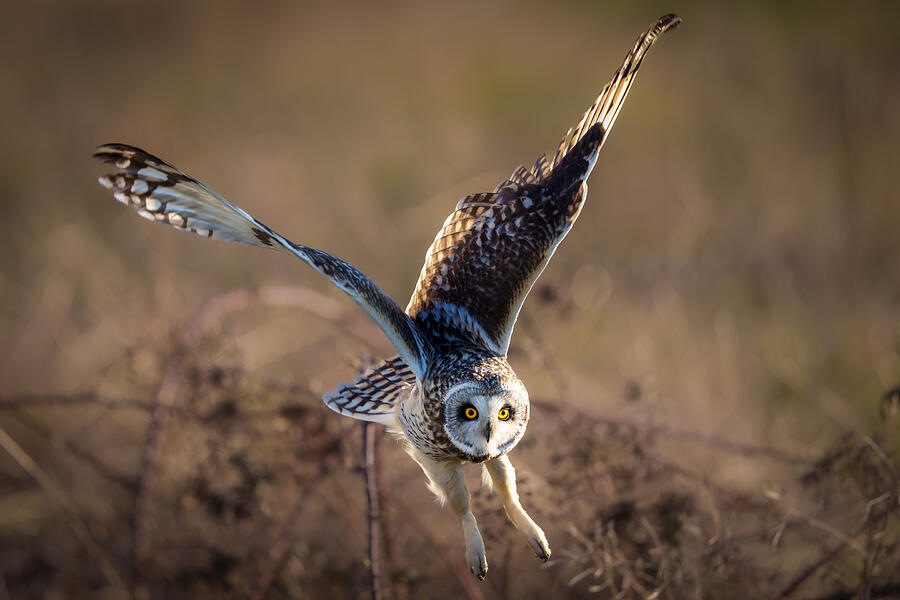 Owl Photograph - Here I Come by Paige Huang