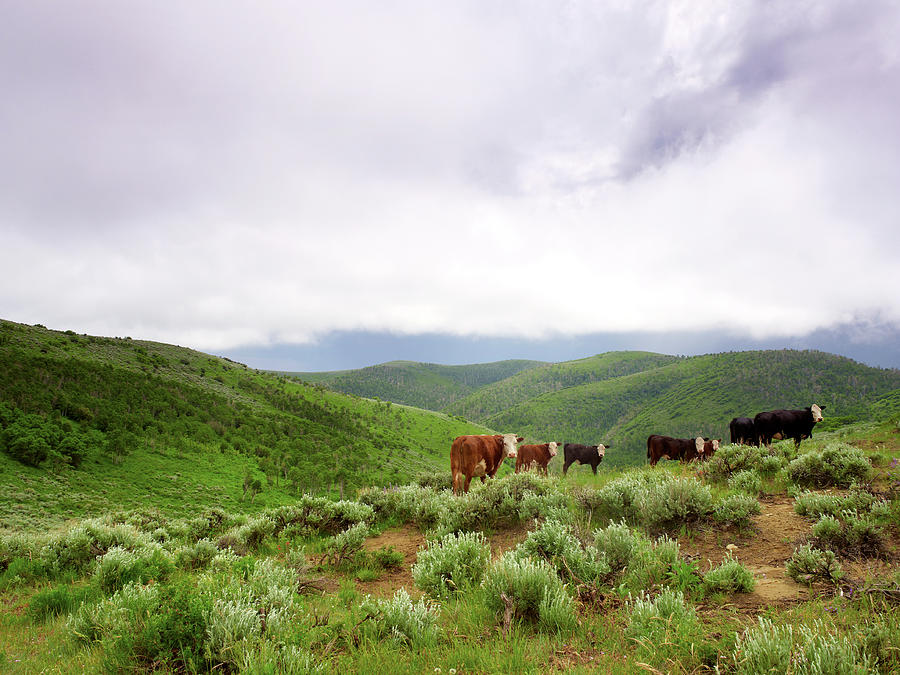 Hereford Cattle Grazing In High Country Photograph by John P Kelly