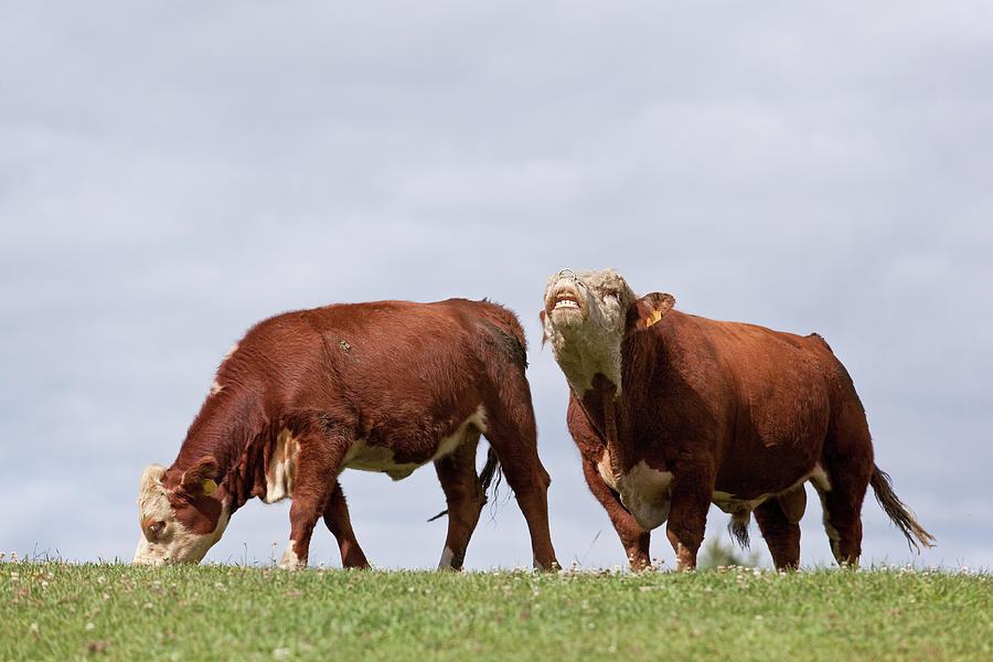 Hereford Cow & Bull Photograph by Emholk