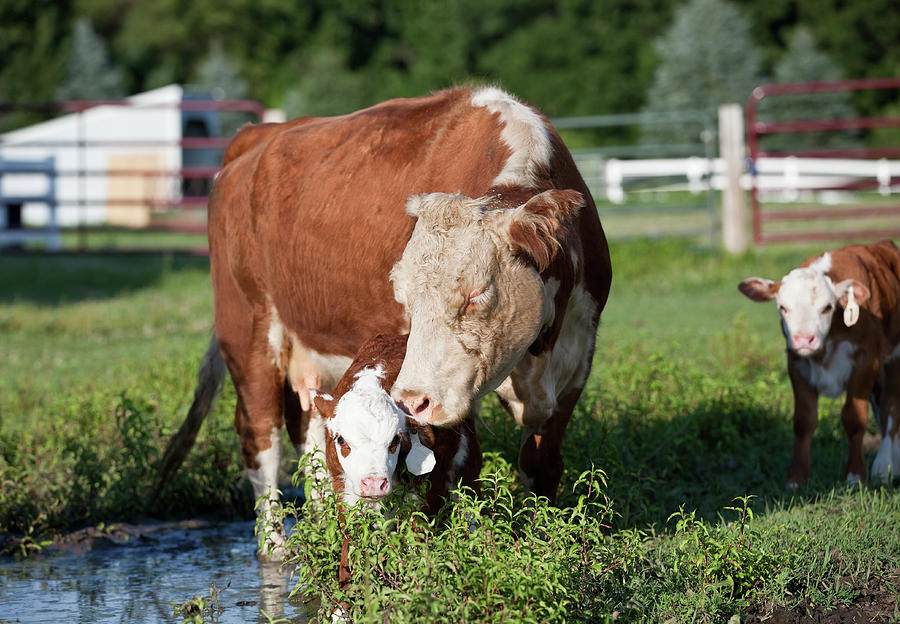 Hereford Cow & Calf Photograph by Emholk