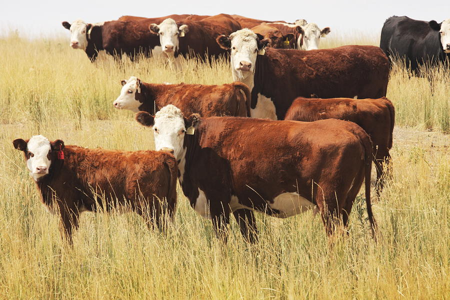 Hereford Cow Farm Pasture Livestock Photograph by Chuckschugphotography