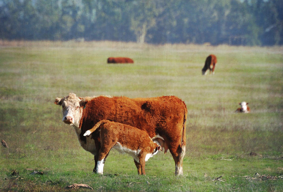 Hereford Cow With Nursing Calf Photograph by Barbara Rich