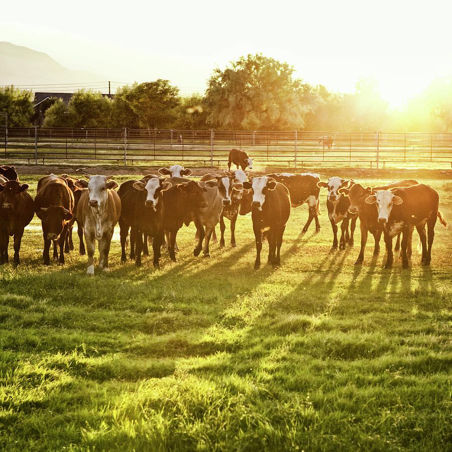 Hereford Cows In Pasture At Sunset Photograph by Powerofforever