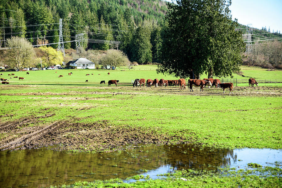 Herefords in a Muddy Pasture Photograph by Tom Cochran
