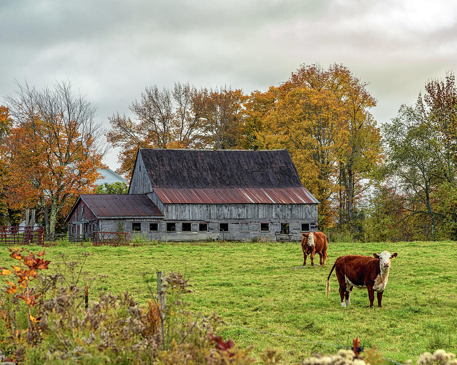 Herefords in Fall Photograph by Rod Best
