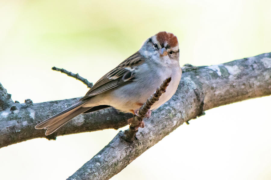 Heres Looking at You - Chipping Sparrow Photograph by Mary Ann Artz