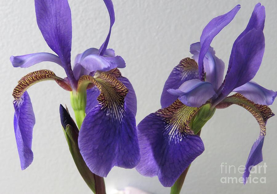 Siberian Iris Photograph - Heres Looking at You by Jean Costa