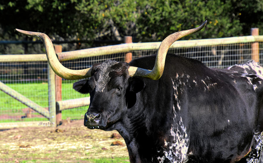 Heres the Beef Longhorn Photograph by Floyd Snyder