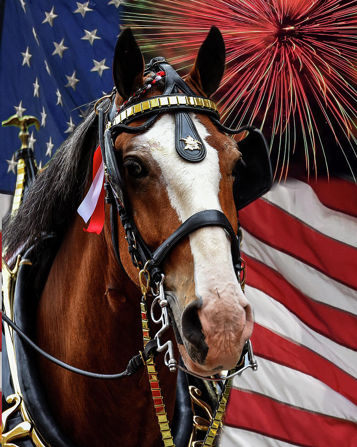 Horse Photograph - Heres to America by Michelle Randolph