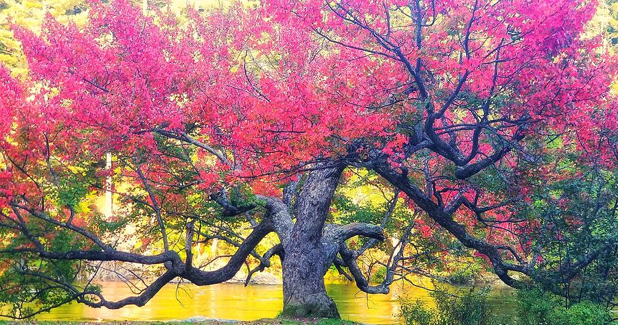 Heritage Maple Tree Photograph by Yanning Peng