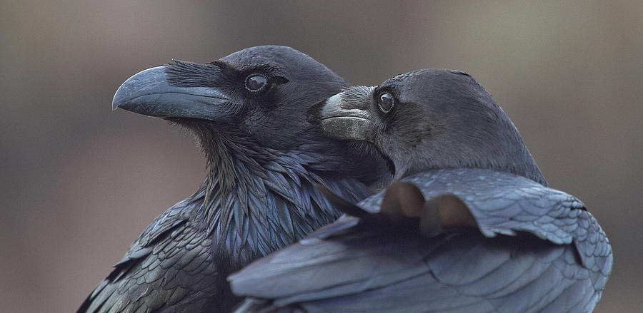 Hermanos Corax Photograph by J. Del Alar Hermanos Corax Photograph by J. Del Alar