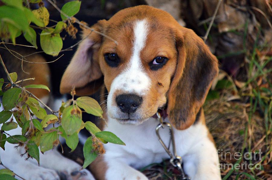 Hermine The Beagle Photograph by Thomas Schroeder
