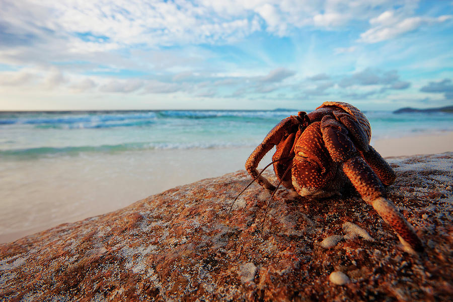 Hermit Crab Anomura Spp. Protect Photograph by Nhpa