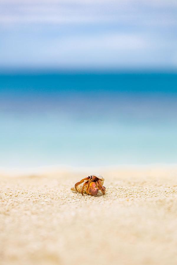 Summer Photograph - Hermit Crab At Beach. Endless Tropical by Levente Bodo