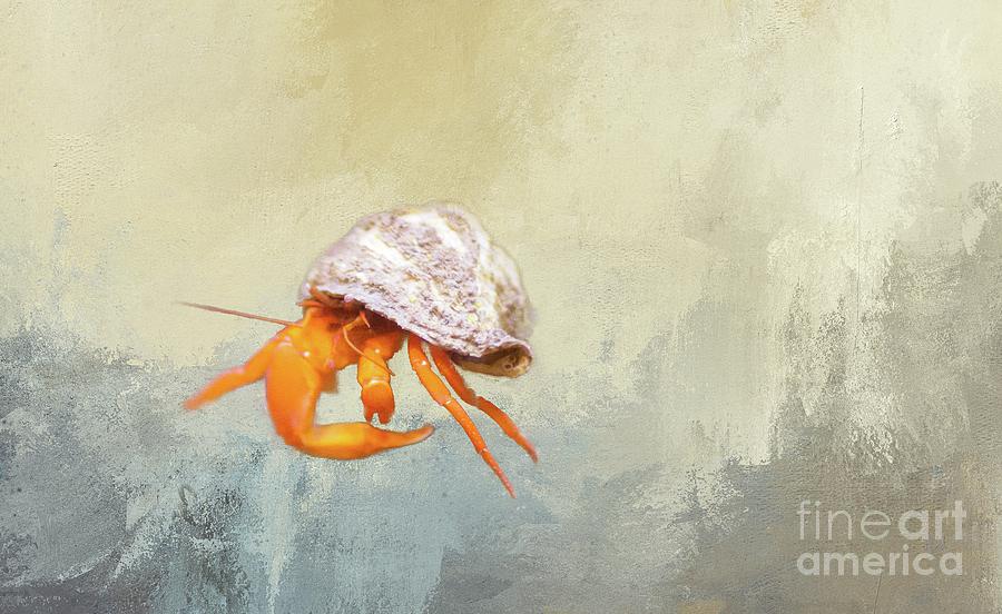 Hermit Crab Photograph by Eva Lechner