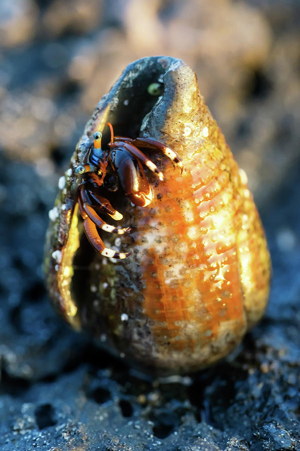 Hermit Crab in a Shell Photograph by Christopher Johnson