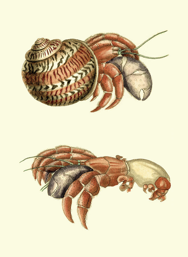Shell Painting - Hermit Crabs II by Frederick P. Nodder