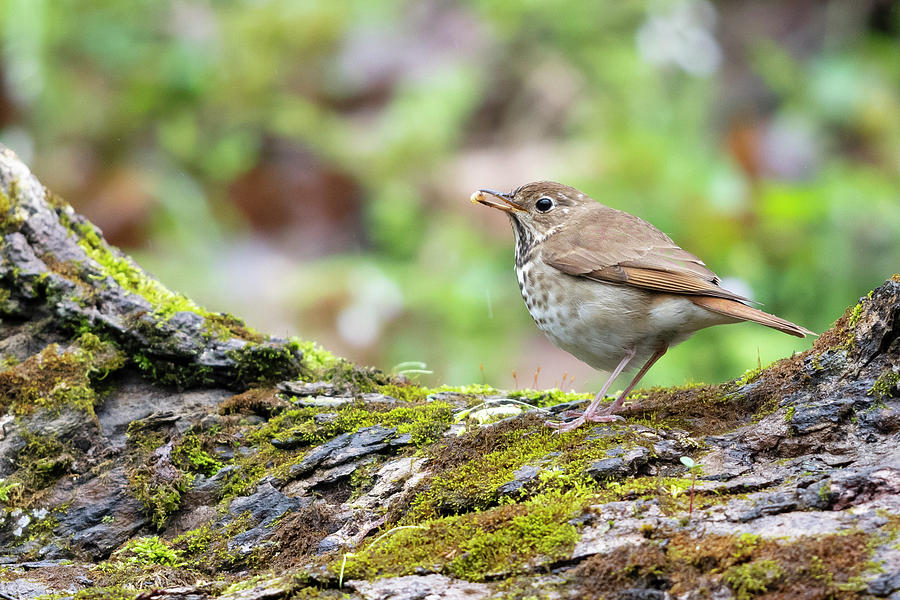 Hermit Thrush - 2019042305 Photograph by Mike Timmons - Fine Art America