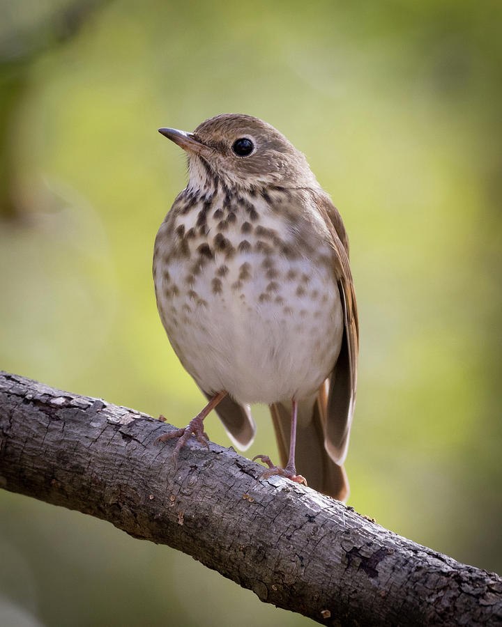 Hermit Thrush Photograph By Christi Herman - Fine Art America