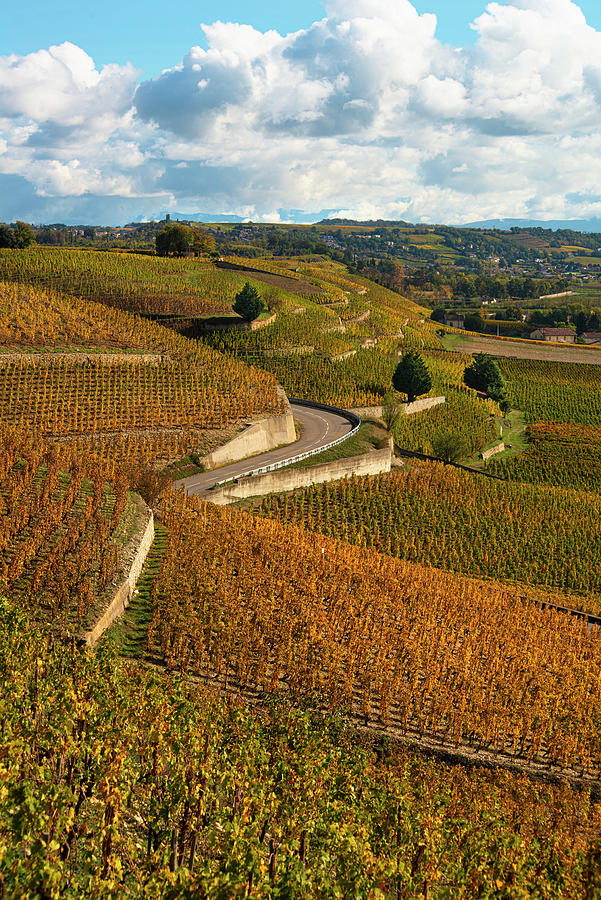 Hermitage Terraced Vinyards In Tain Hermitage, France autumn Photograph by Jamie Watson