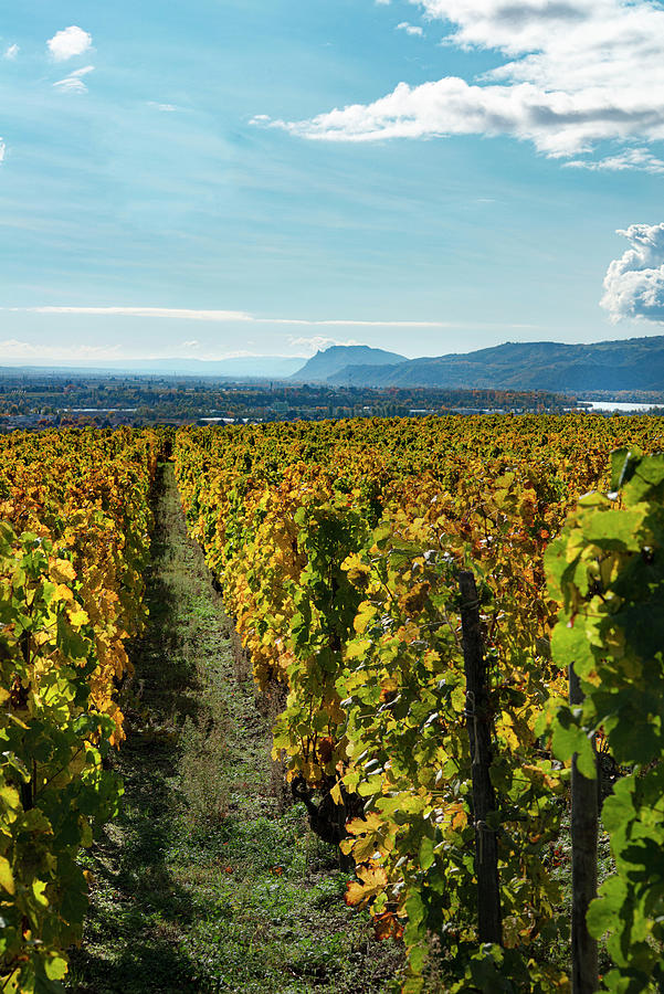 Hermitage Vineyards In The Rhone Valley, France With The Rhone And Ardeche Hills In The Background autumn Photograph by Jamie Watson