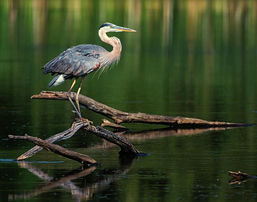 Heron 6 by Richard Kopchock Heron 6 by Richard Kopchock