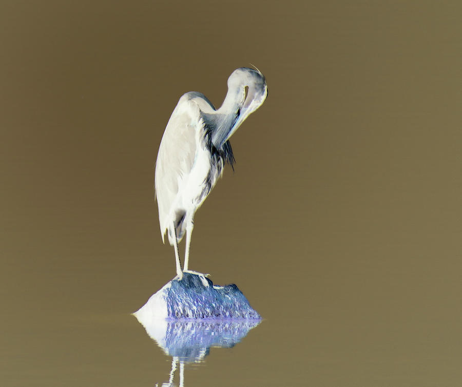 Heron Abstracting Photograph