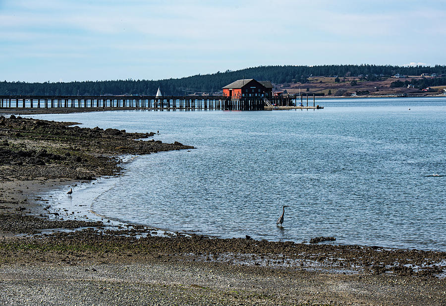 Heron and Coupeville Wharf Photograph by Tom Cochran