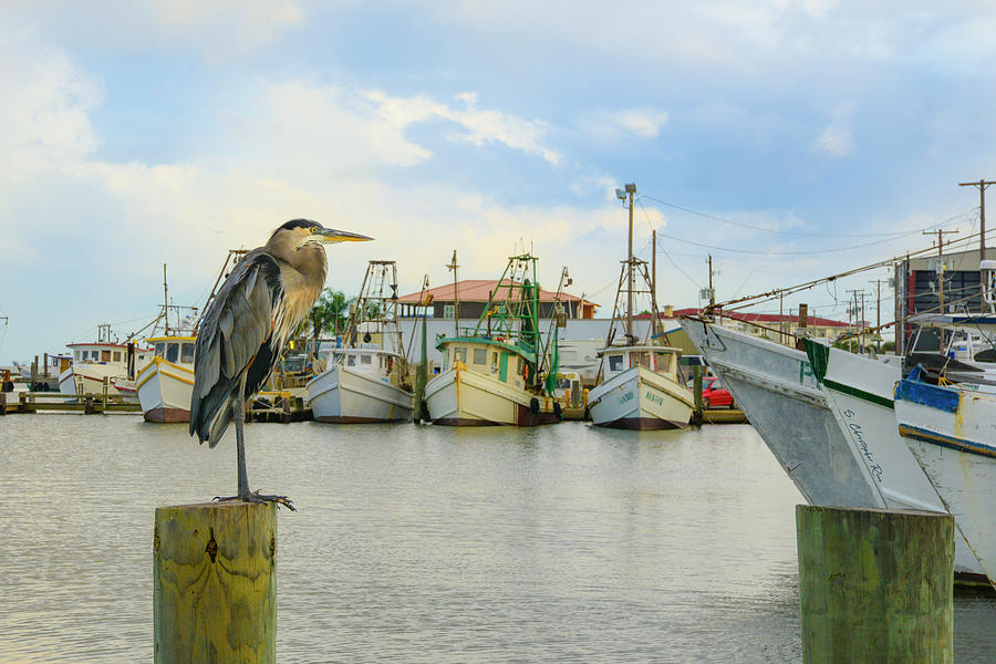 Heron at the Harbor Photograph by Christopher Rice