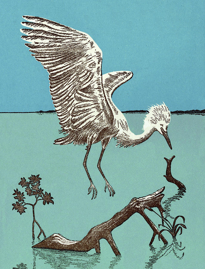 Crane Drawing - Heron Bird by CSA Images