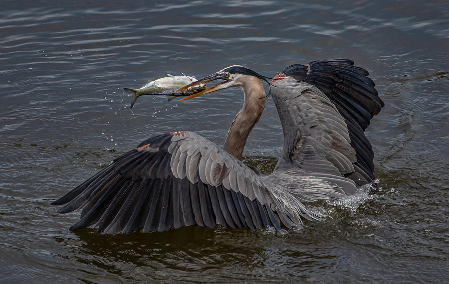 Heron Photograph - Heron Caught A Fish by Lm Meng