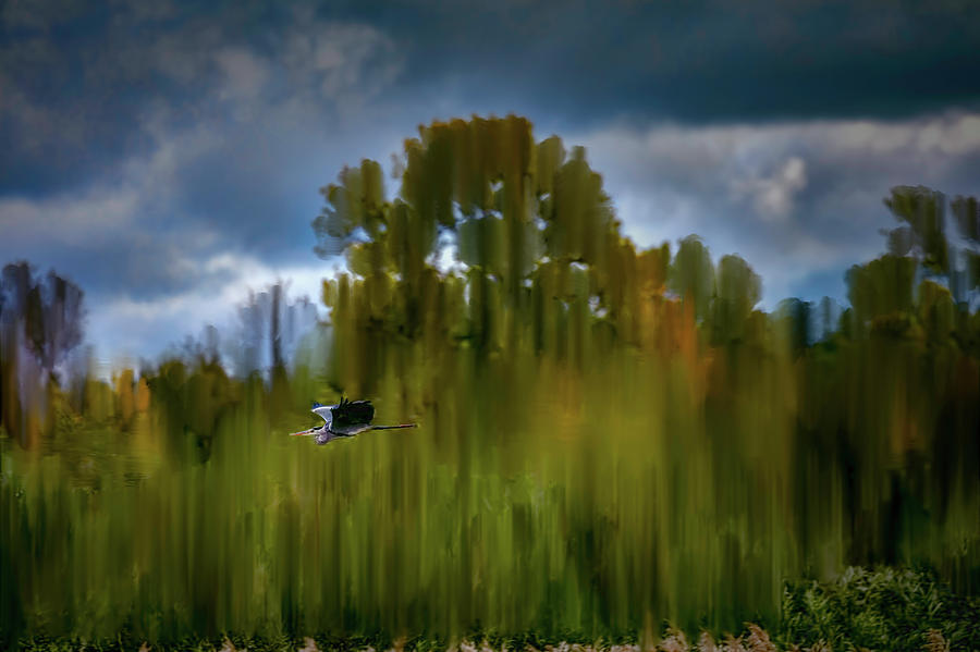 Heron Photograph - Heron flying abstract #h9 by Leif Sohlman
