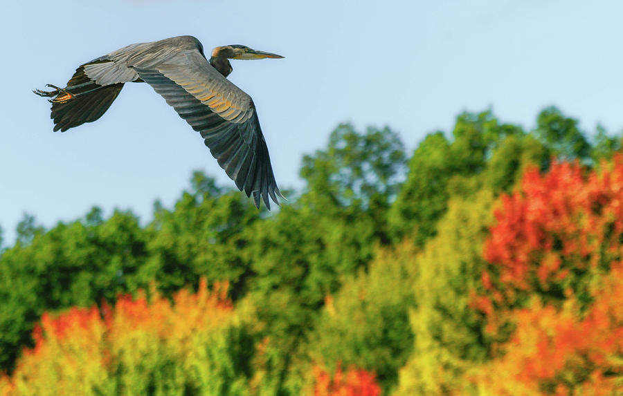 Heron in Autumn by Richard Kopchock Heron in Autumn by Richard Kopchock