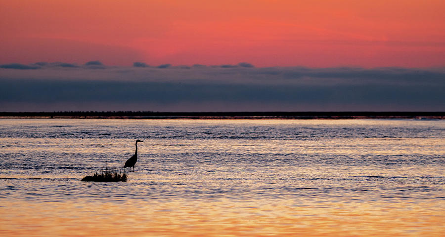 Heron in Bay Photograph by Marcy Wielfaert
