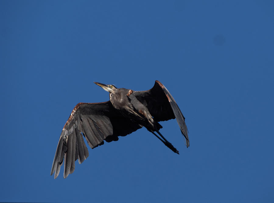 Heron In Flight Photograph
