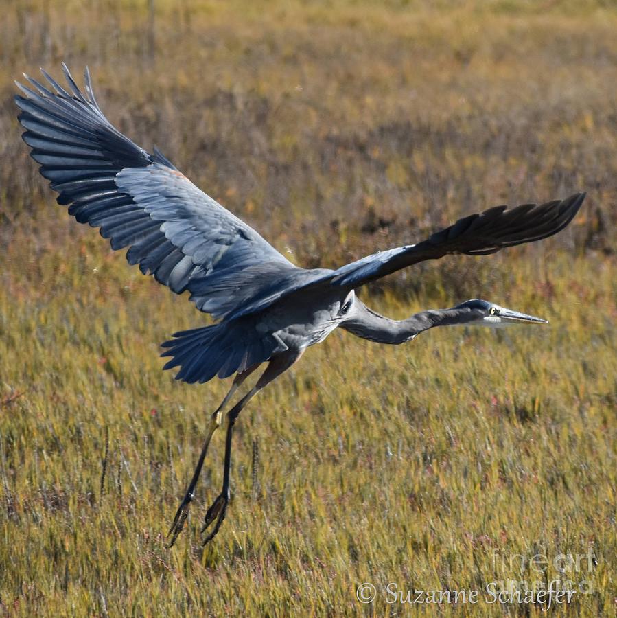 Heron in Flight Photograph by Suzanne Schaefer
