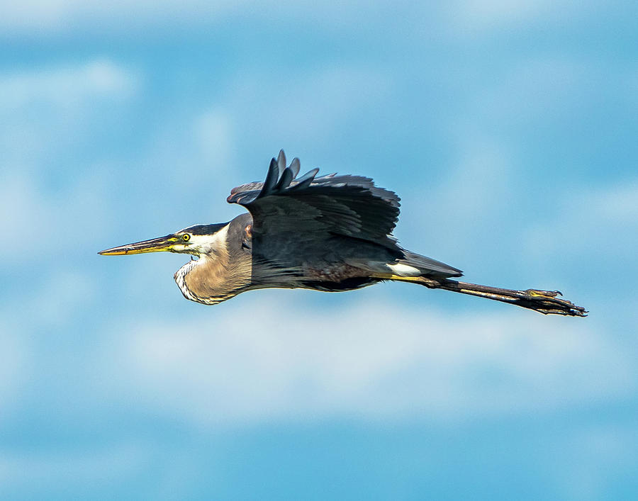Bird Photograph - Heron in Flight by Terry Thomas