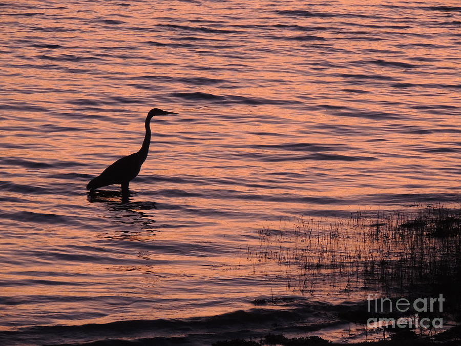 Heron in the Sunset Tide Photograph by Julie Rauscher