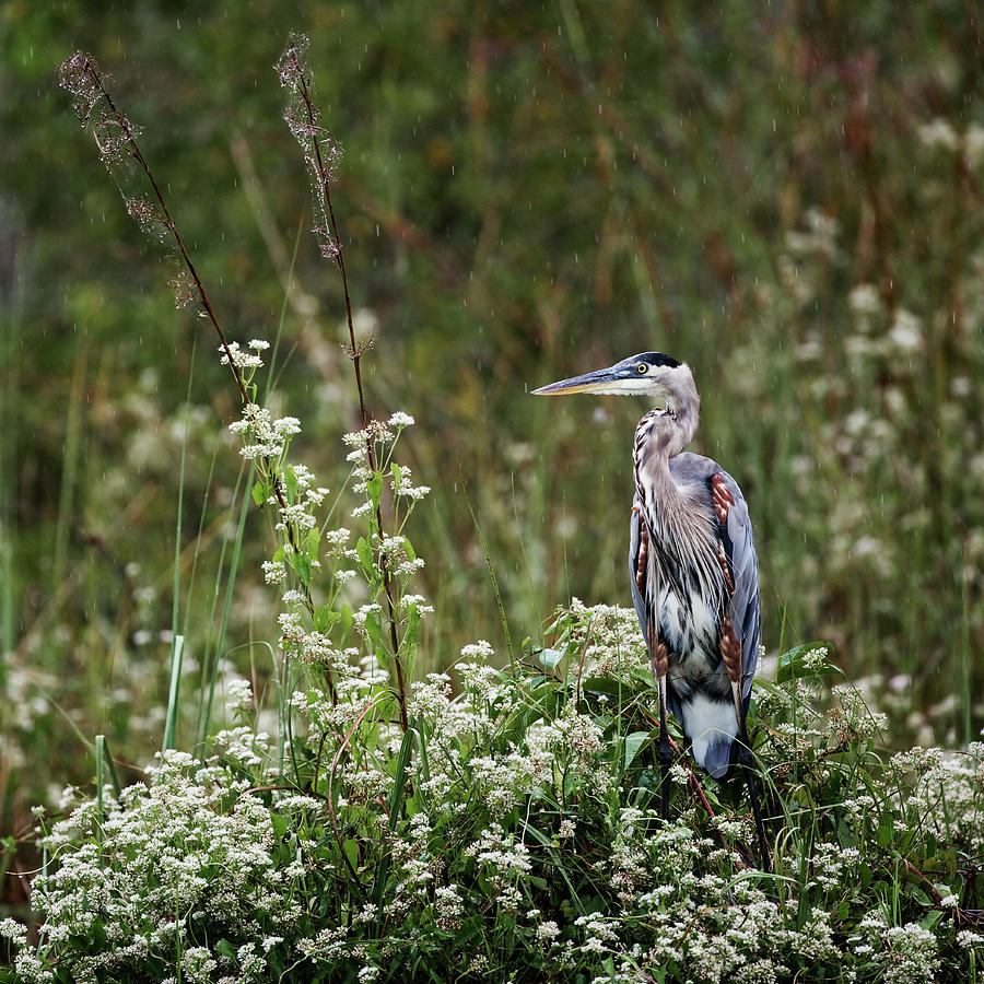Heron In Rain Photograph by Roine Magnusson