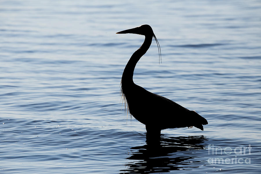 Heron in Silhouette Photograph by Sue Harper