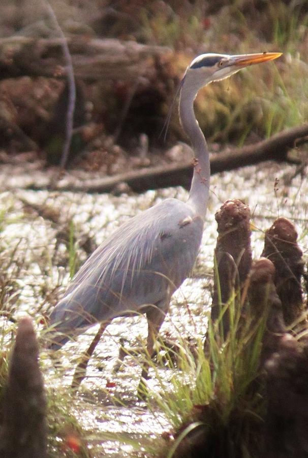 Heron in Swamp Photograph by Kylie Jeffords - Fine Art America